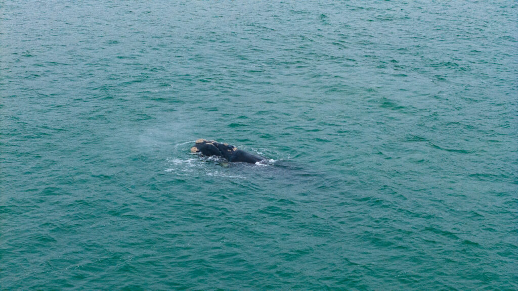 Ballenas, Orcas