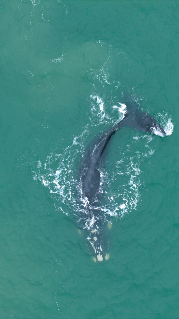 Ballenas, Orcas