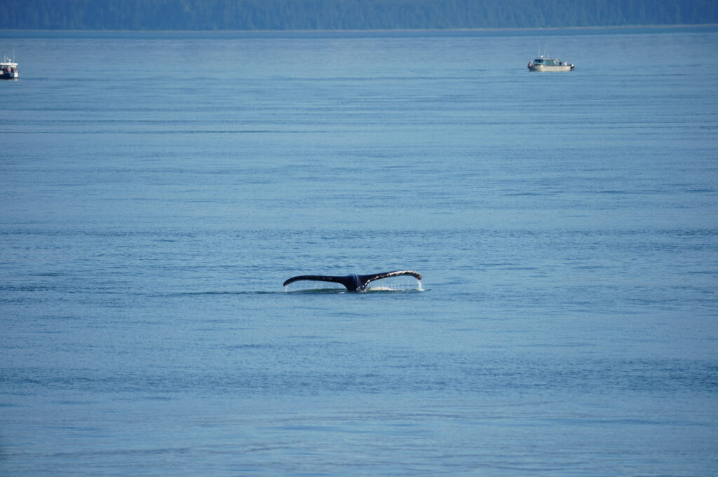 Ballenas, Orcas