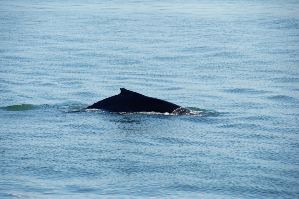 Ballenas, Orcas