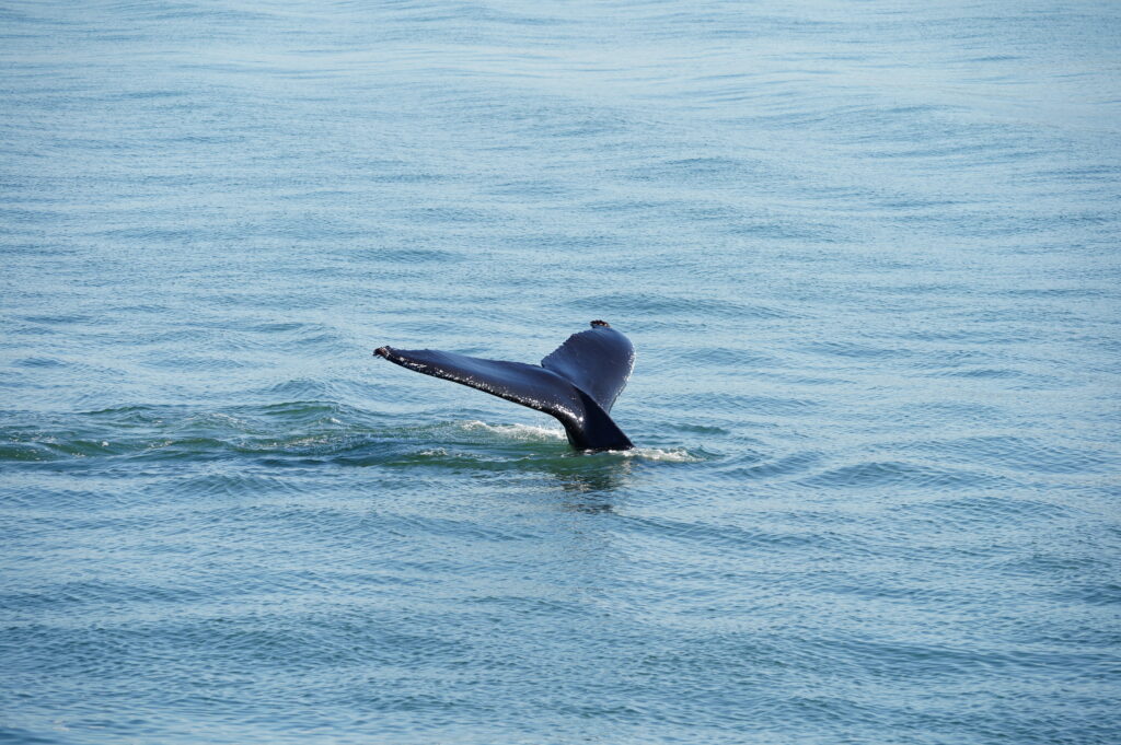 Ballenas, Orcas