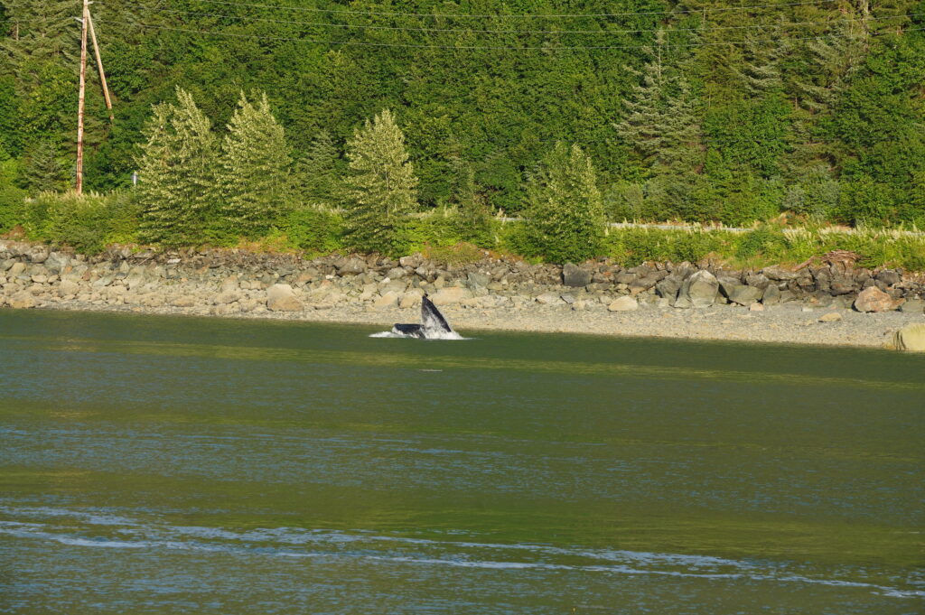 Ballenas, Orcas
