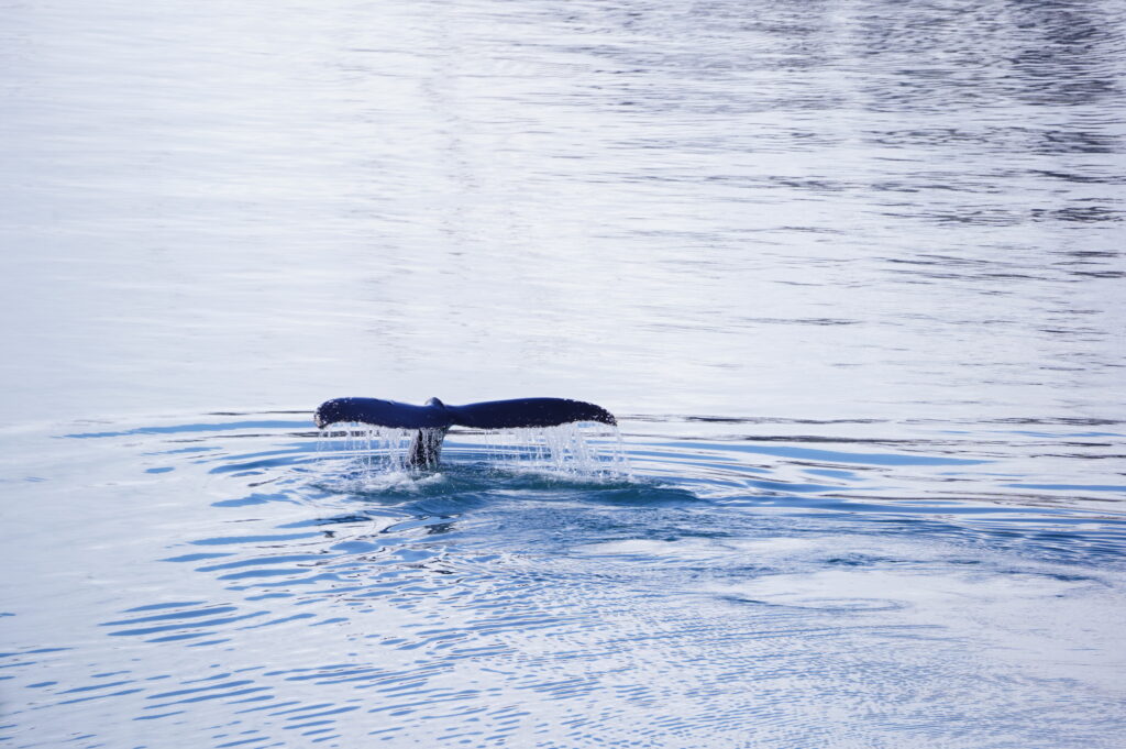 Ballenas, Orcas