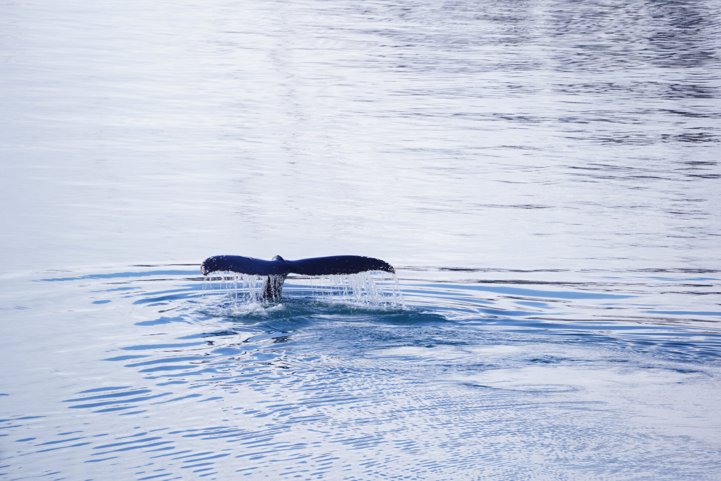 Hero de la categoría Ballenas, Orcas