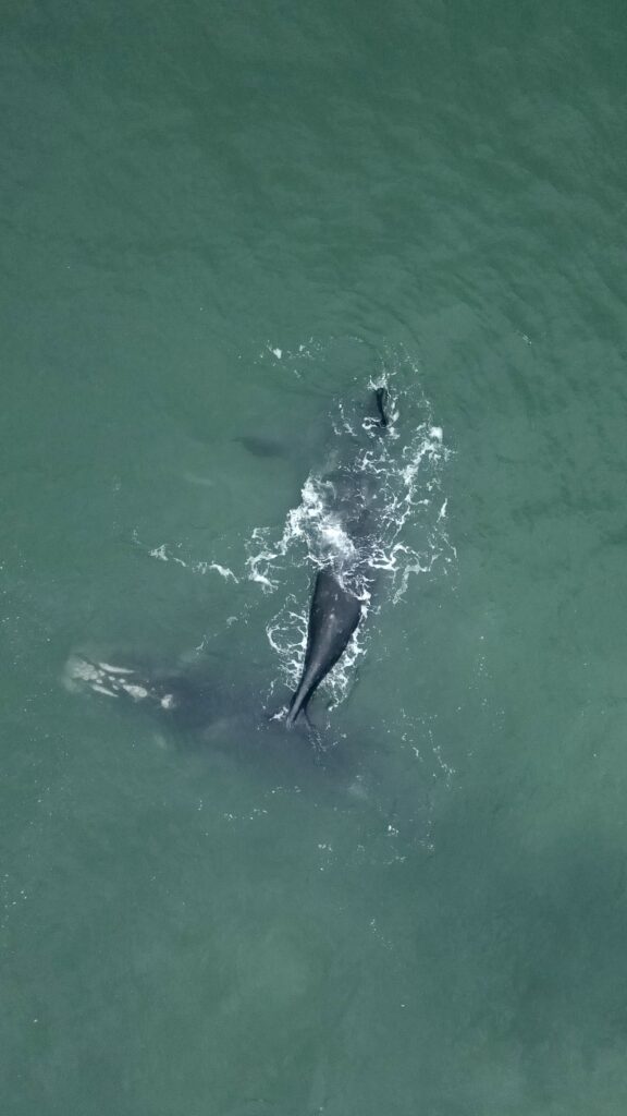 Ballenas, Orcas