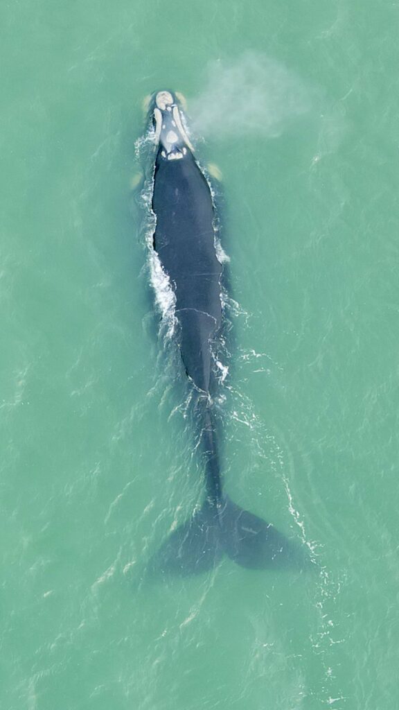 Ballenas, Orcas